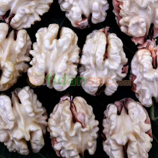 Chandler Ceviz Fidanı  3 yaş, 100-120 cm Tüplü/Saksılı