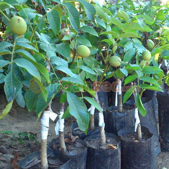 Chandler Ceviz Fidanı  3 yaş, 100-120 cm Tüplü/Saksılı