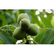 İverto Ceviz Fidanı İverto Ceviz Fidanı