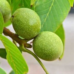 Yalova 1 Ceviz Fidanı Yalova 1 Ceviz Fidanı