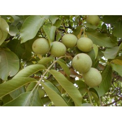 Yalova 3 Ceviz Fidanı Yalova 3 Ceviz Fidanı