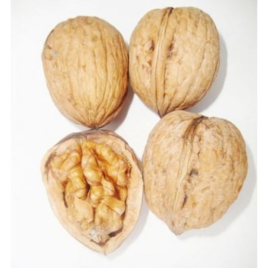 3 Yaşında Aşılı Fernor Ceviz Fidanı Açık Köklü 3 Yaşında Aşılı Fernor Ceviz Fidanı Açık Köklü