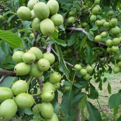 3 Yaşında Aşılı Fernor Ceviz Fidanı Açık Köklü 3 Yaşında Aşılı Fernor Ceviz Fidanı Açık Köklü