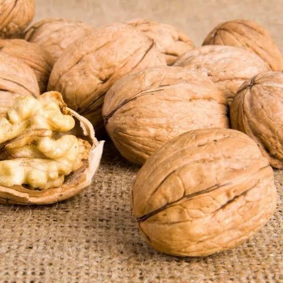 3 Yaşında Aşılı Fernor Ceviz Fidanı Açık Köklü 3 Yaşında Aşılı Fernor Ceviz Fidanı Açık Köklü