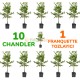 10 Adet Chandler Ceviz Fidanı 1 Adet Tozlayıcı Franquette  (AÇIK KÖKLÜ)