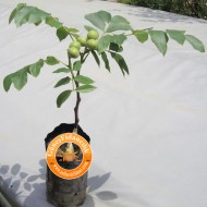 10 Adet Tüplü Franquette Ceviz Fidanı (CHANDLER TOZLAYICISI) 10 Adet Tüplü Franquette Ceviz Fidanı (CHANDLER TOZLAYICISI)