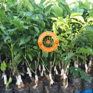 Tüplü Chandler Ceviz Fidanı 10+1 Pakette (SERTİFİKALI) Tüplü Chandler Ceviz Fidanı 10+1 Pakette (SERTİFİKALI)