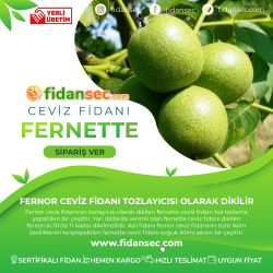 Fernette Ceviz Fidanı Fernette Ceviz Fidanı