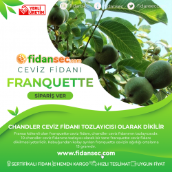 Franquette Ceviz Fidanı Franquette Ceviz Fidanı