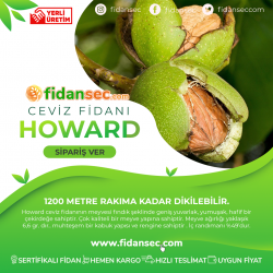 Howard Ceviz Fidanı Howard Ceviz Fidanı