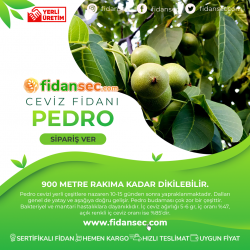 Pedro Ceviz Fidanı Pedro Ceviz Fidanı