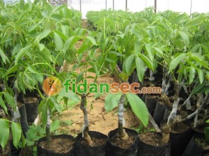 En İyi Ceviz Fidanı Hangisi ?