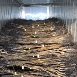 Toptan Ceviz Fidanı Sevkiyatlarımızdan