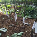 Ceviz Fidanı Aşılanma Aşaması