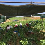 Ceviz Fidanı Aşılanması