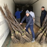 Toptan Ceviz Fidanı Sevkiyatımızdan