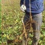 Ceviz Fidanı Söküm İşlemleri