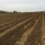 Tohumdan Ceviz Fidanı Yetiştirme Arazisi