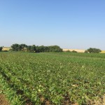 Ceviz Fidanı Üretim Tesisimiz