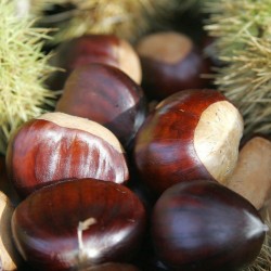 Hacı Ömer Kestane Fidanı (Açık Köklü) Hacı Ömer Kestane Fidanı (Açık Köklü)