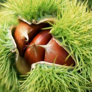 Maraval Kestane Fidanı 2 Yaş (Açık Köklü)